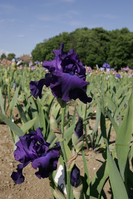 Iris Vullierens - 103